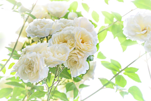 2. Belichtungsmessung auf Rosen bei starkem Gegenlicht. Rosen im Schatten. High Key