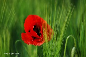 2012 05 27 Makro Sammelsurium 0001