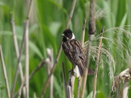 P6080621 Rohrammer m