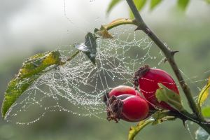 2014 10 03 A Herbst Mossingen 2842