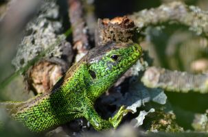 2020.05 17 Zauneidechse 0342