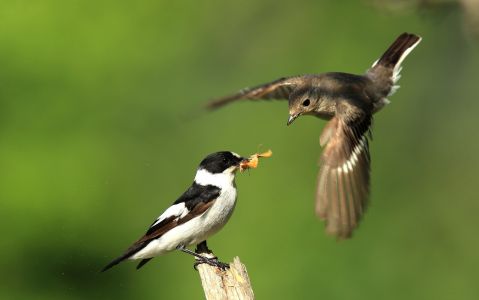 Rudolf Schneider 1. Platz Regionale Natursch&auml;tze 2018 T&uuml;bingen
