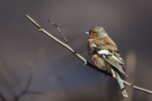 christiane henno buchfink
