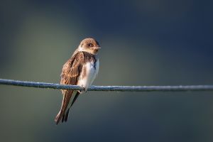 christiane henno uferschwalbe