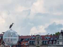 konstanz diro reiher 1491441