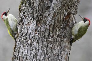 Grunspecht Paar 