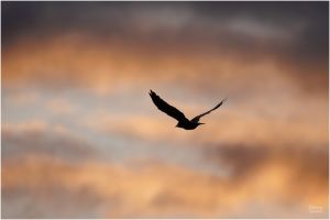 christian t.   export 2025 10 02