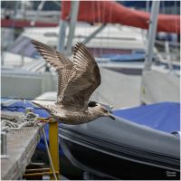 christian t.   export 2025 10 02