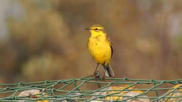 gelbkopf schafstelze