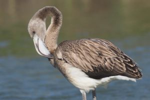 rosaflamingo  juvenile