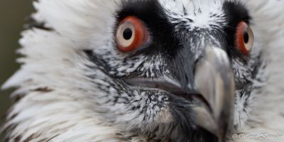 04 bad wimpfen pa190699 