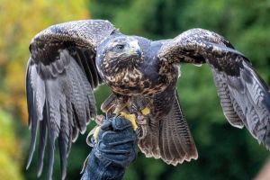a. roesiger   2024.10.19     greifvogelschau