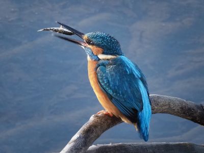 05   christiane henno  