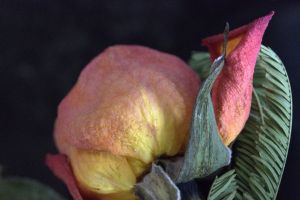 dsc 8597.2 hoch rhabarber5