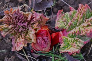 dsc 8617.2 rhabarberknospe hoch